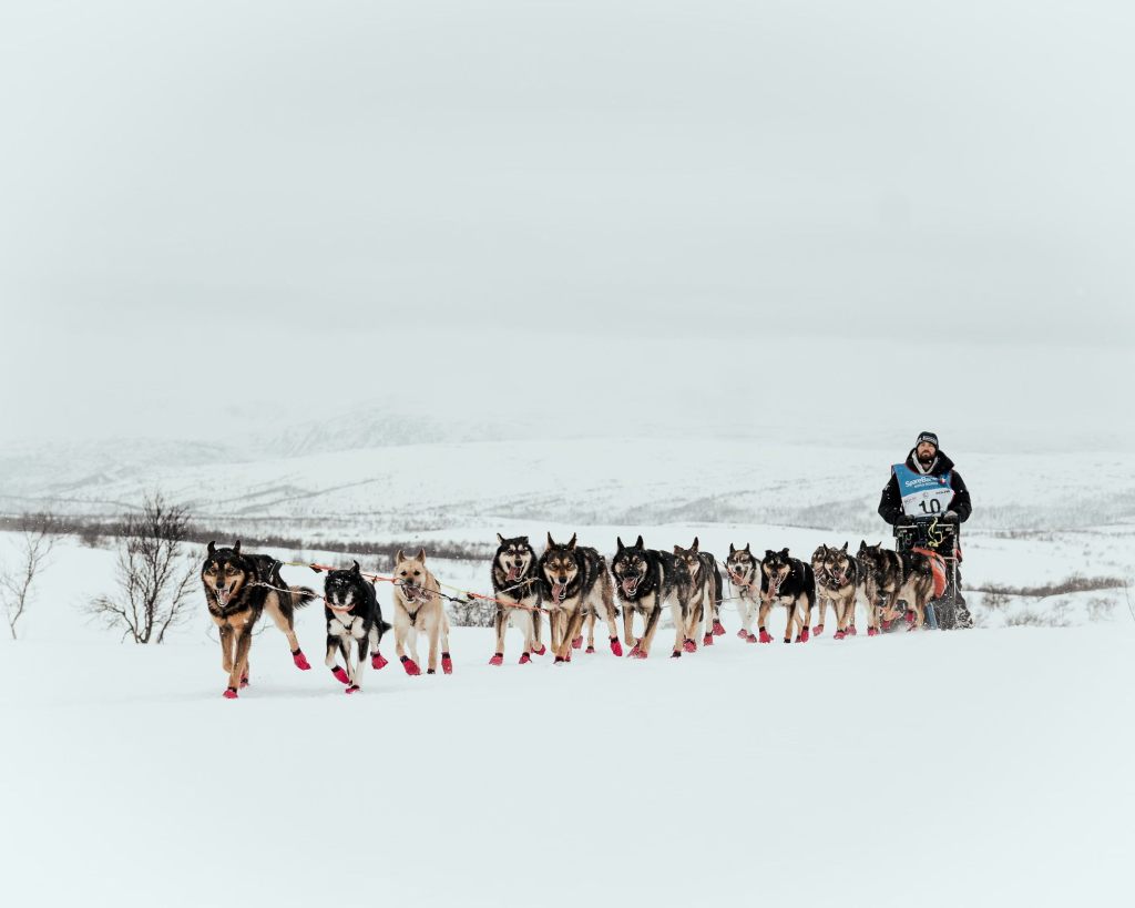A person mushing a team of sled dogs across a snowy landscape.