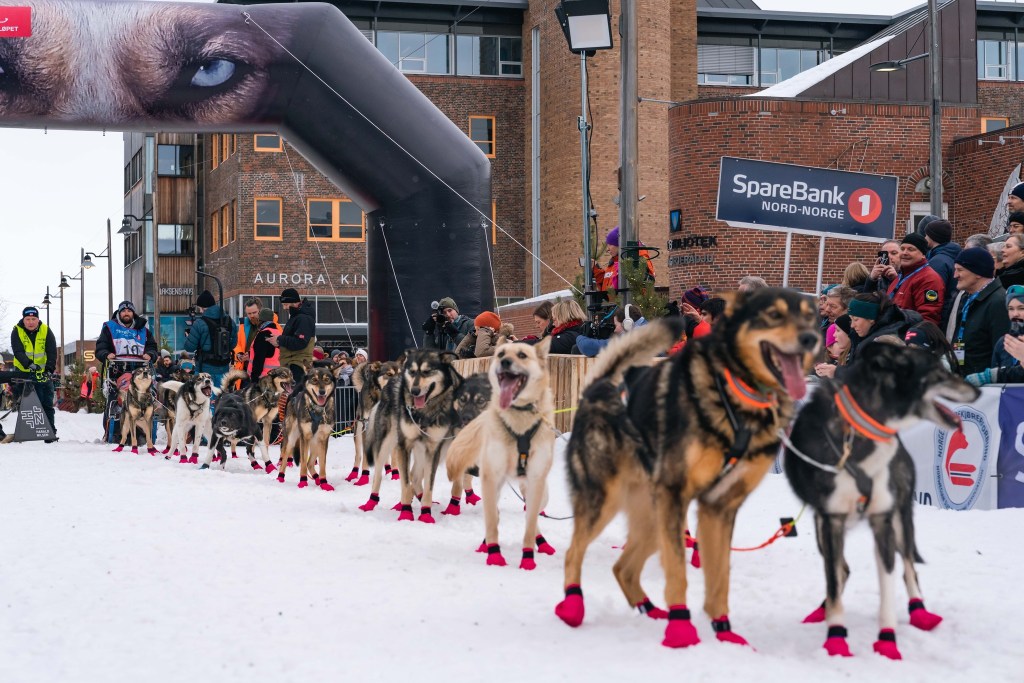 Sled dogs wearing red booties pulling a sled at a snowy event with a crowd and buildings in the background.