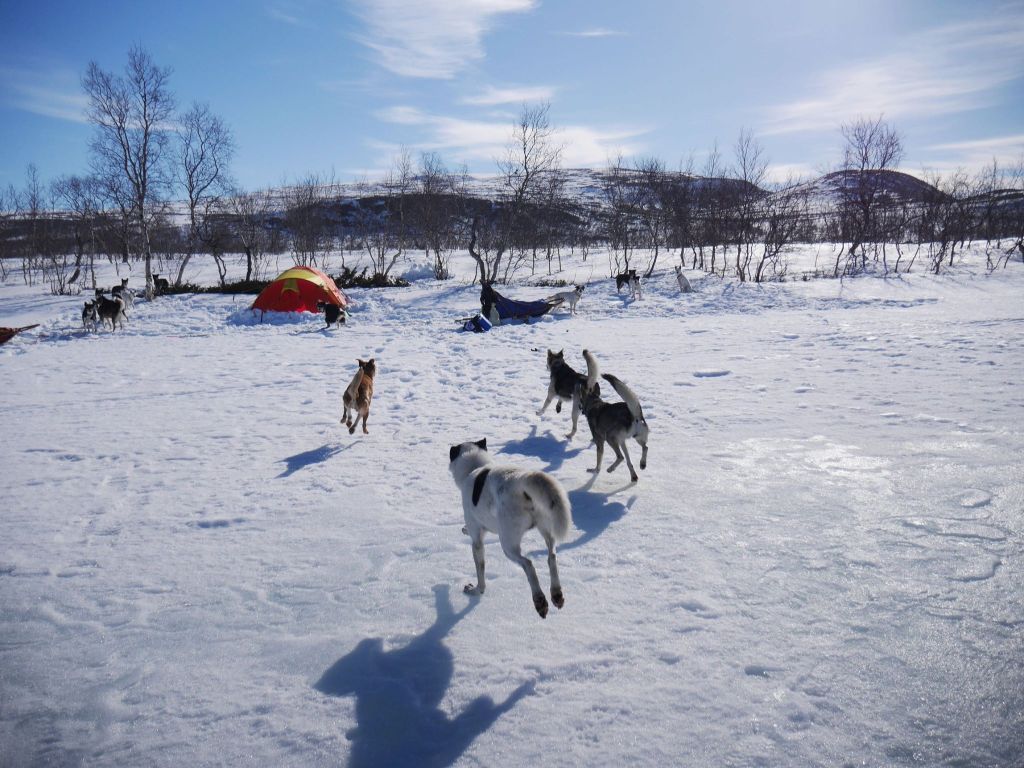 Dogs running freely on snowy terrain near a distant red tent and trees.