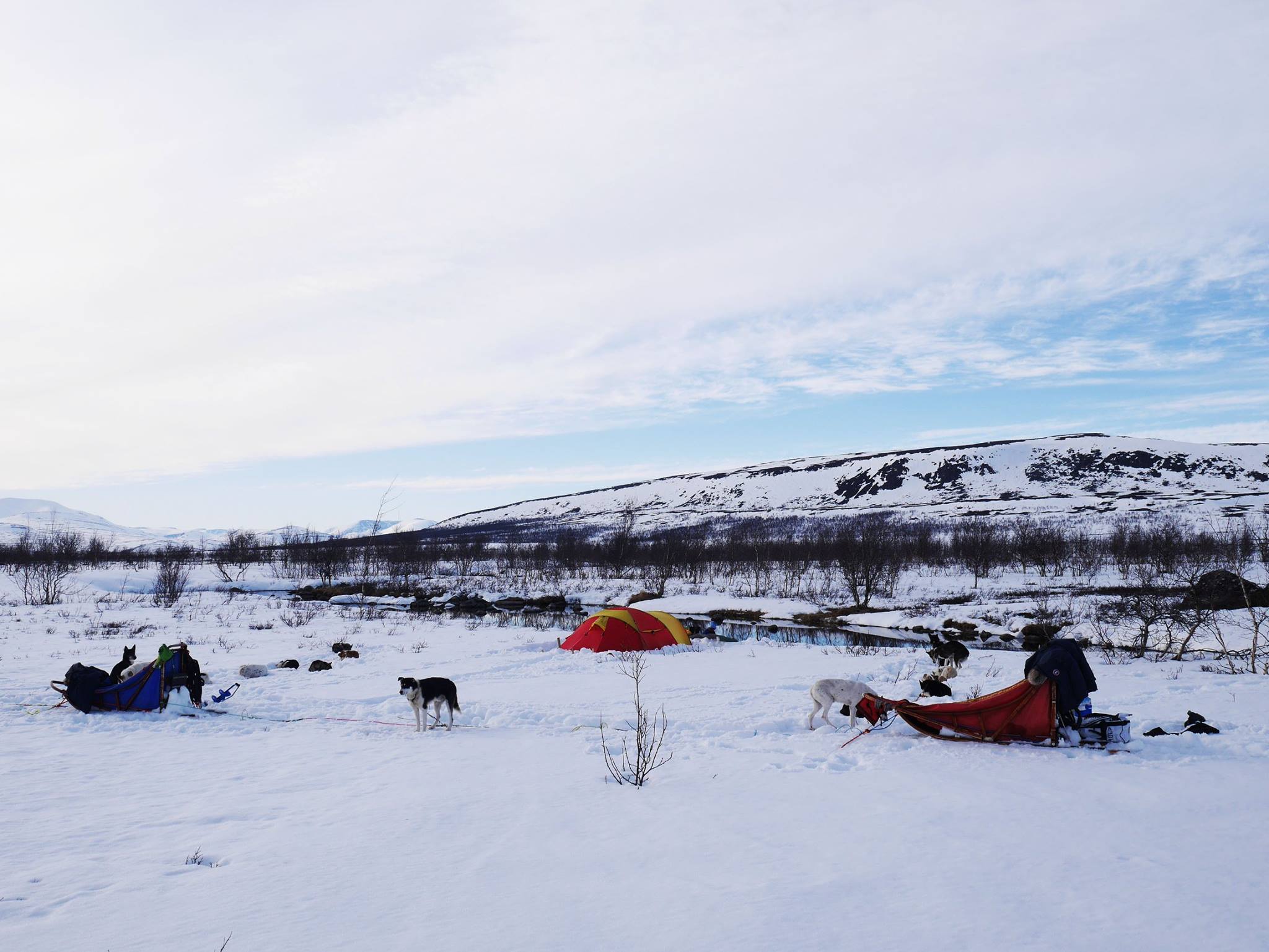 Snowy landscape with tents and sled dogs in winter scenery.