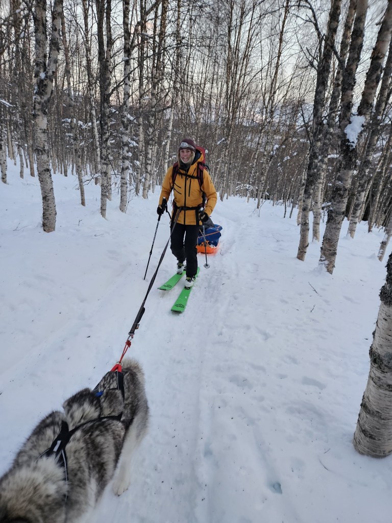 Person skiing in snowy forest with a sled dog.
