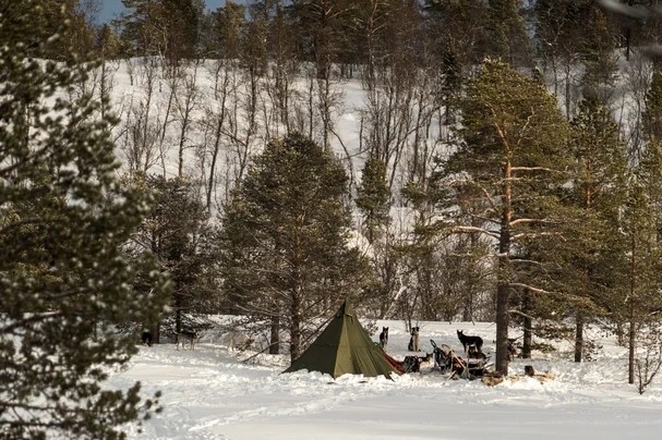 Tent and dogs on snowy landscape with pine trees.