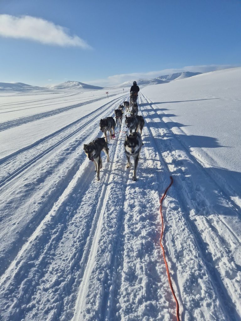 Dog team sledding on a snowy trail under a clear blue sky.