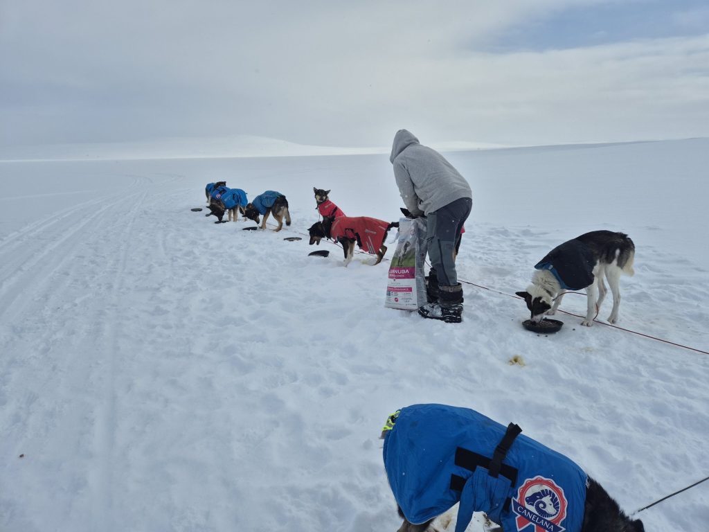 Person feeding sled dogs on snowy terrain, all wearing jackets.