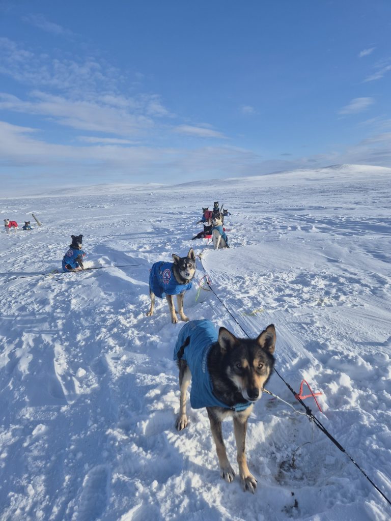 Sled dogs in winter gear on snowy landscape under blue sky.