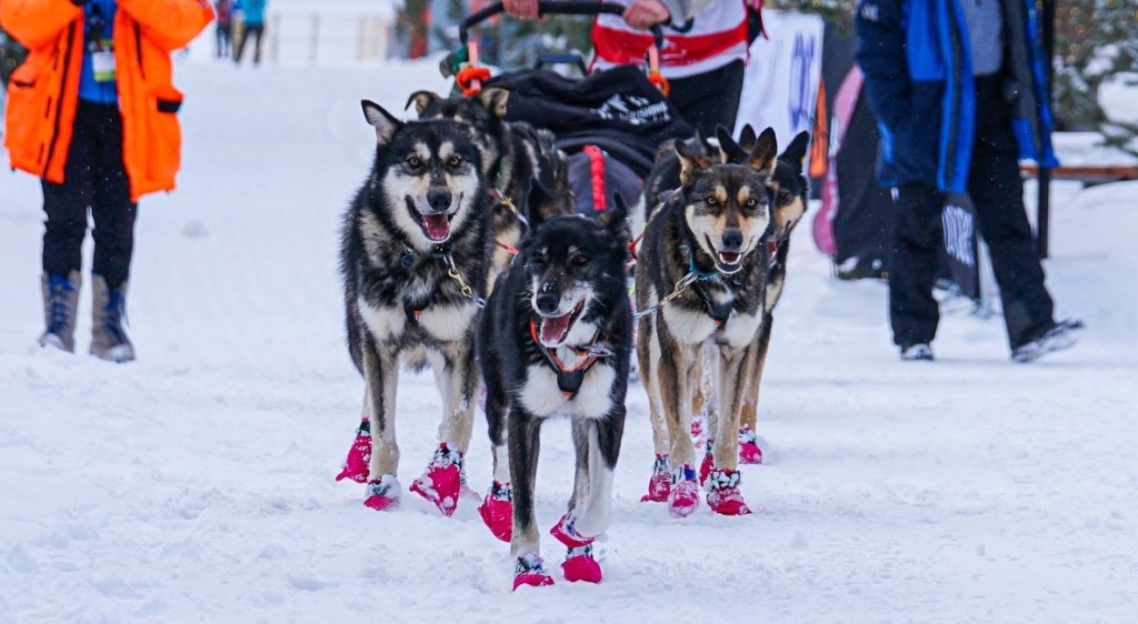 Sled dogs in red booties pulling a sled on snowy trail.