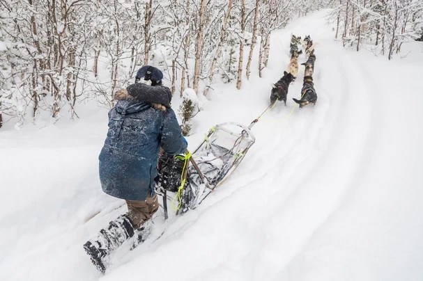 Person in winter clothes dog sledding through a snowy forest trail.