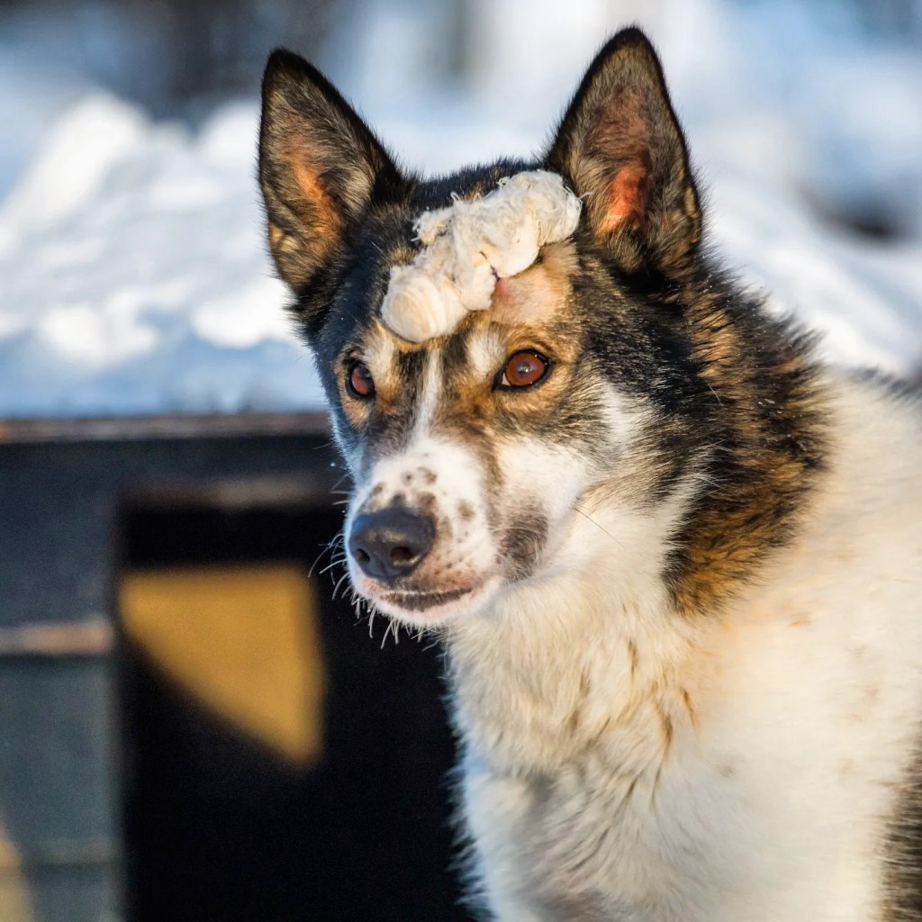 Dog with snow on its forehead against snowy background.