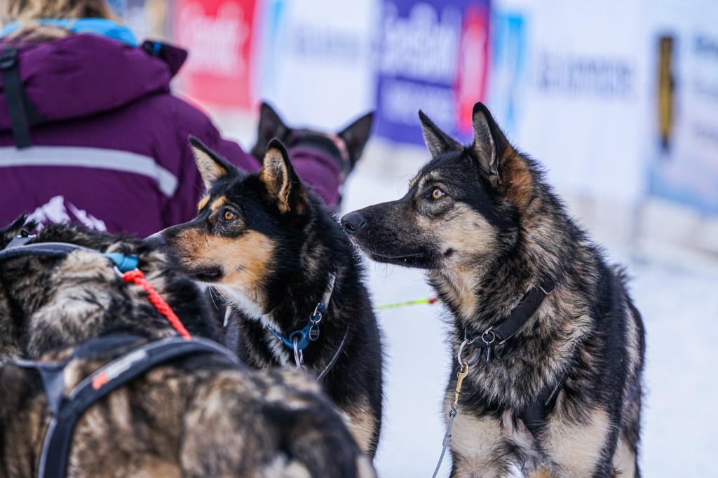 Sled dogs in harnesses standing on snow, facing away.