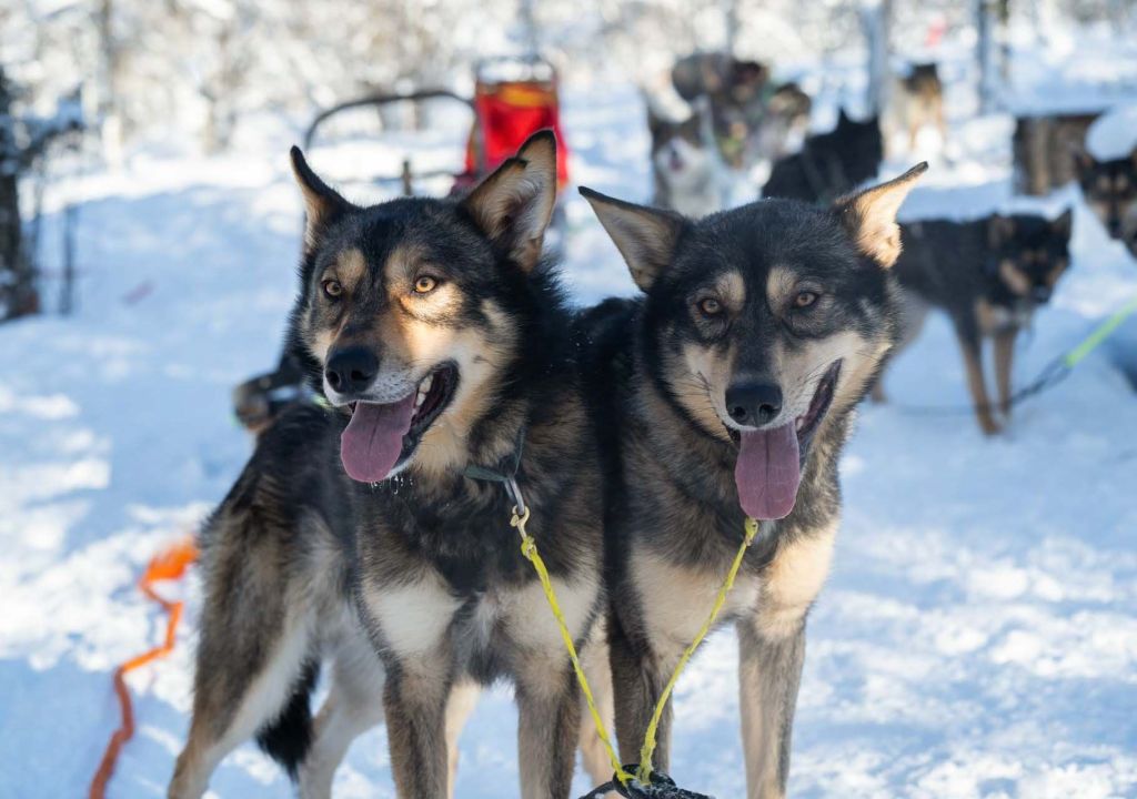 Two huskies with tongues out stand together on snow, sled and other dogs in background.