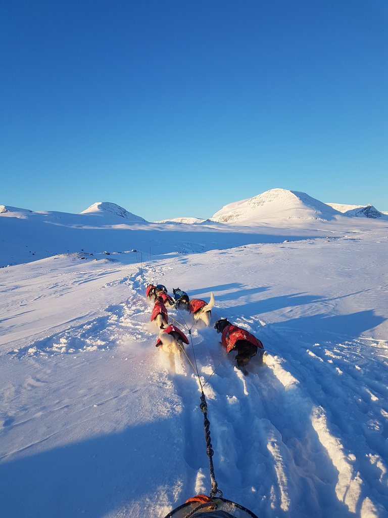 Sled dogs pulling a sleigh through snowy mountains under a clear blue sky.