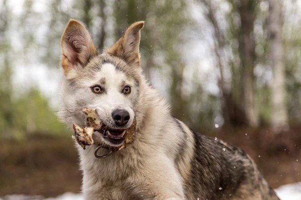 Alert dog with bone in mouth outdoors, trees in background.