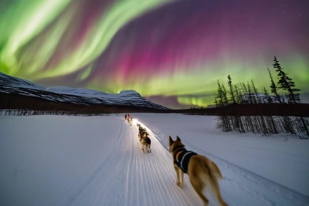 Dog sledding under vibrant northern lights in snowy landscape.
