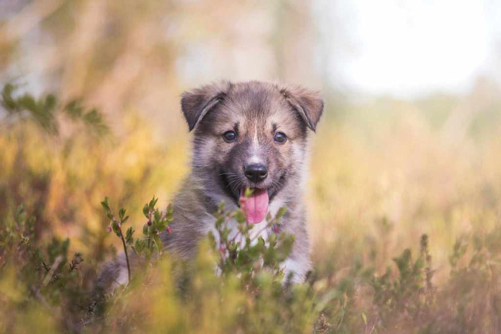 Happy puppy with tongue out sitting in tall grass.