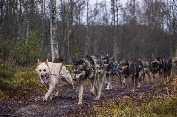 A team of sled dogs running on a muddy forest path.