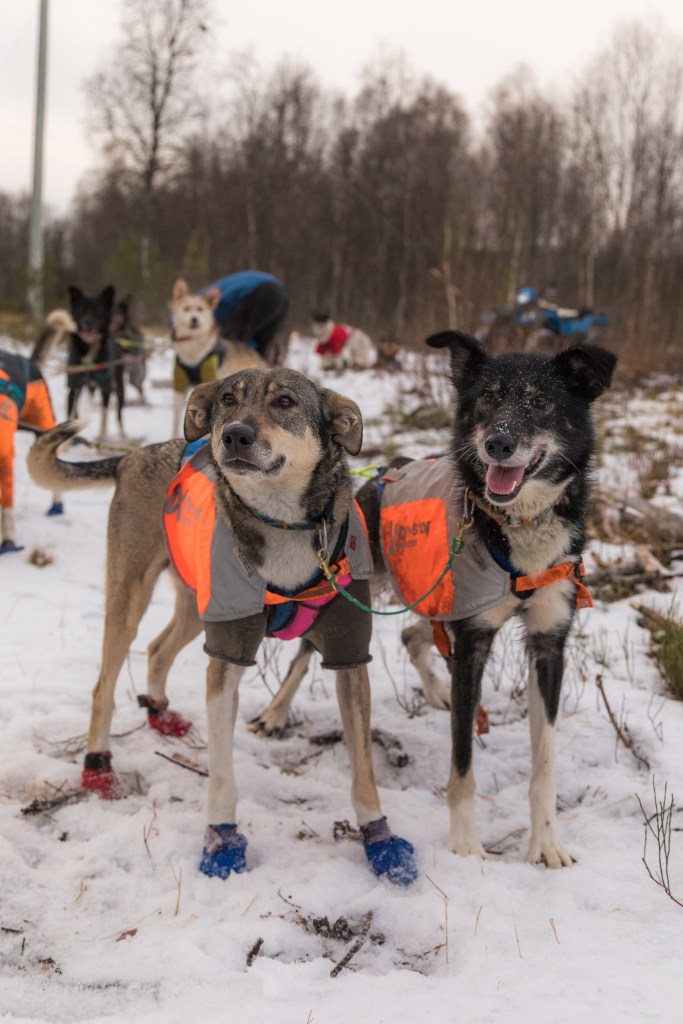Two sled dogs in orange vests stand in snow before a race.