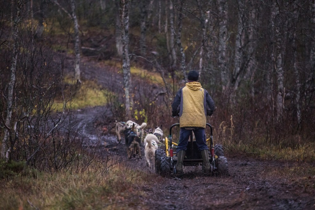 Person on sled with dogs on a muddy forest trail.
