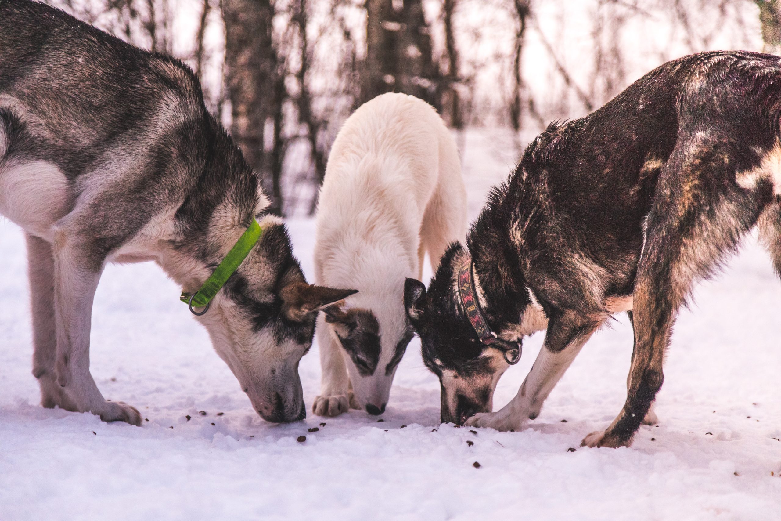 Three dogs with collars sniffing snow in a snowy forest.