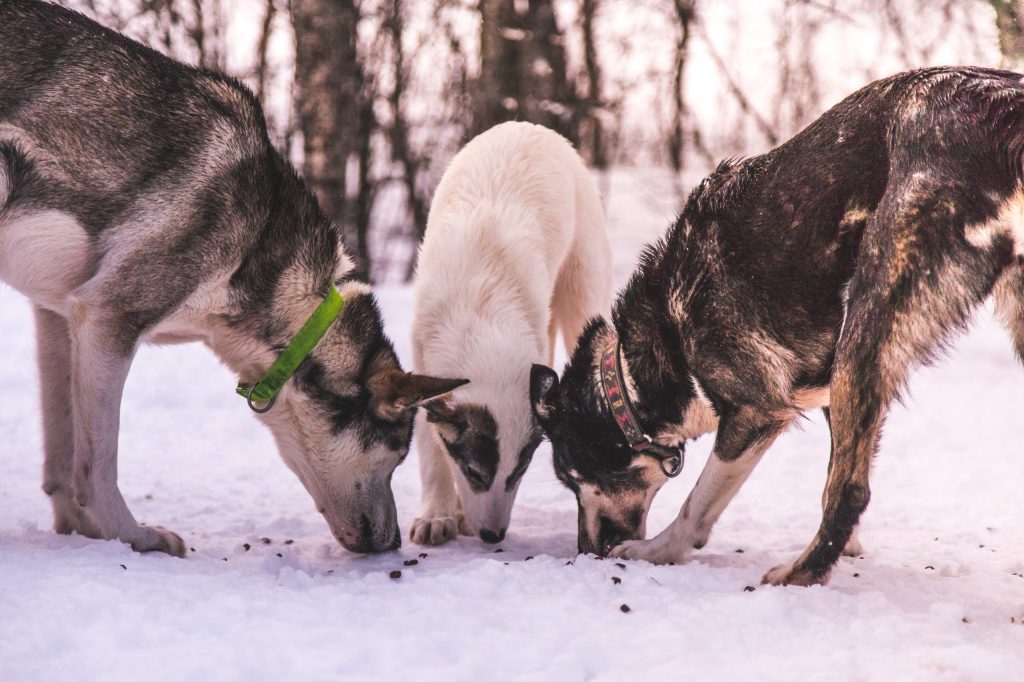 Three dogs with collars sniffing snow in a snowy forest.
