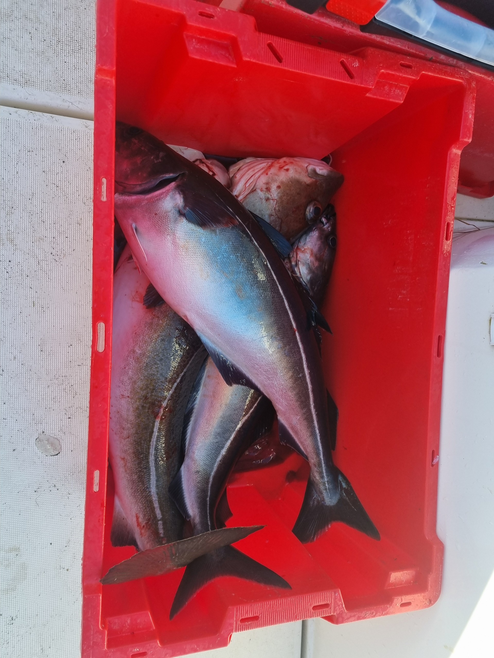 Several fish in a red container on a boat deck.