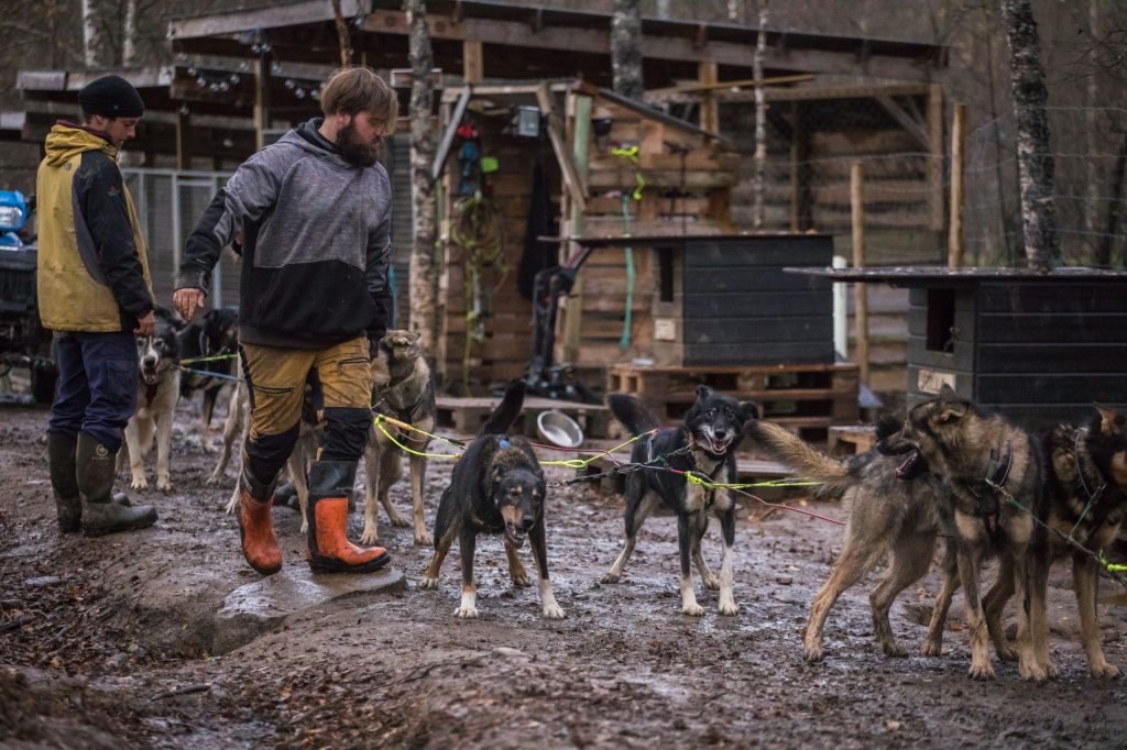 Two people prepare sled dogs in a muddy yard with wooden kennels.
