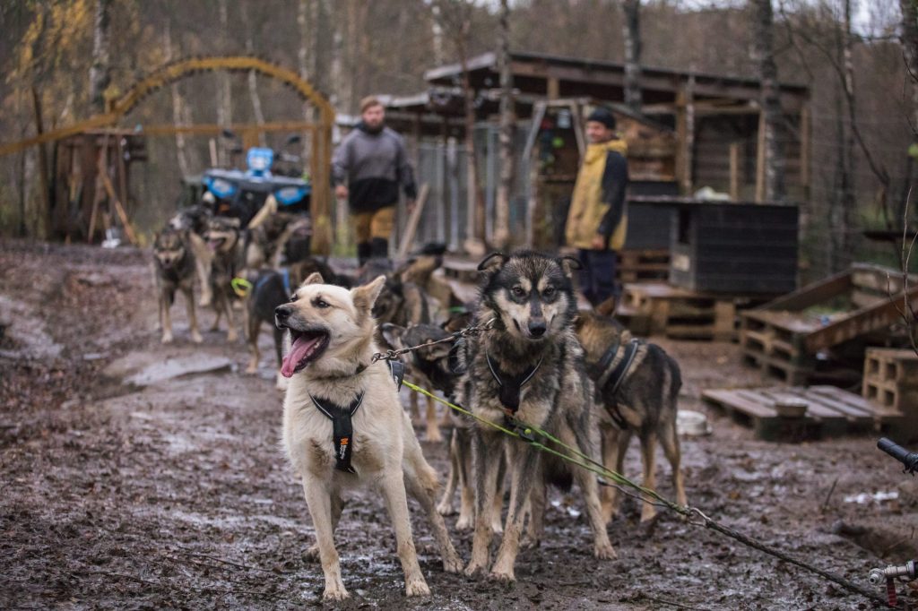 Sled dogs on a muddy path with two people and wooden structures in the background.