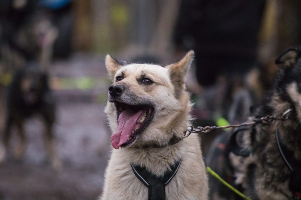 Dog harnessed in a sled team, mouth wide open, blurry background.
