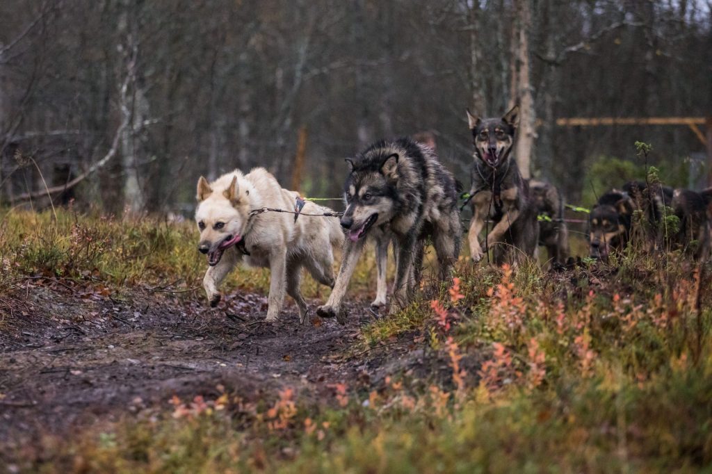 Group of sled dogs running through a forest trail in autumn colors.
