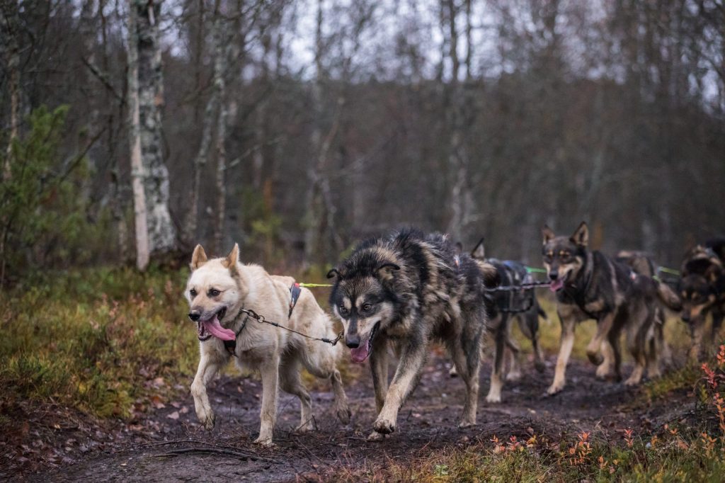 Husky dogs pulling a sled on a forest trail.