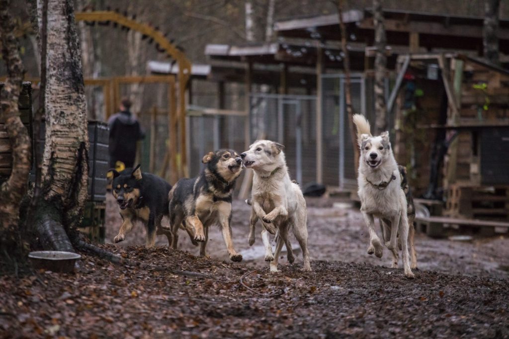 Four dogs running happily on a muddy path in a fenced outdoor area.