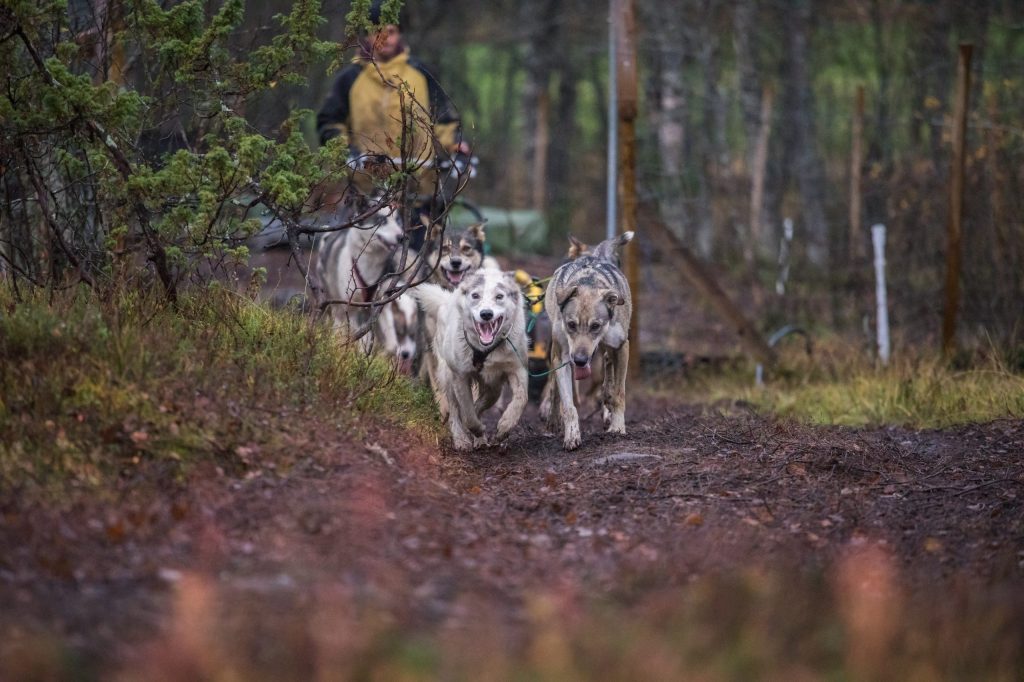 Sled dogs pulling a cart through a forest trail in autumn.