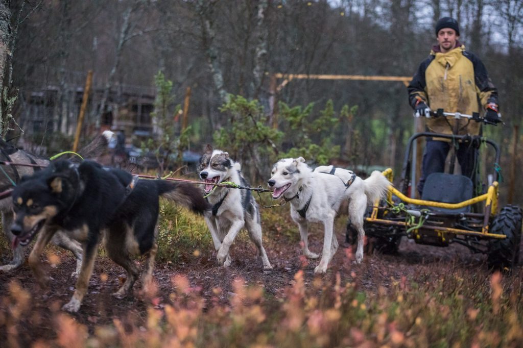 Person in yellow jacket driving a dog sled pulled by three dogs in a forest area.