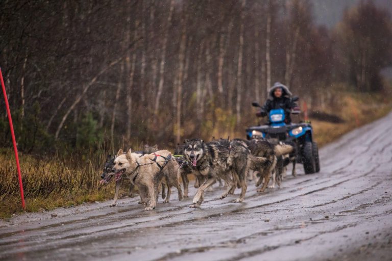 Sled dogs pulling an ATV with a musher on a rainy dirt road.