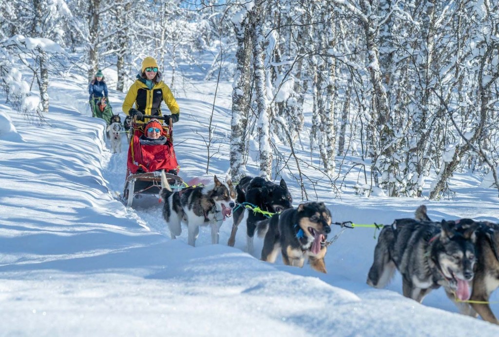Person in a yellow jacket dogsledding through a snowy forest with a team of huskies.