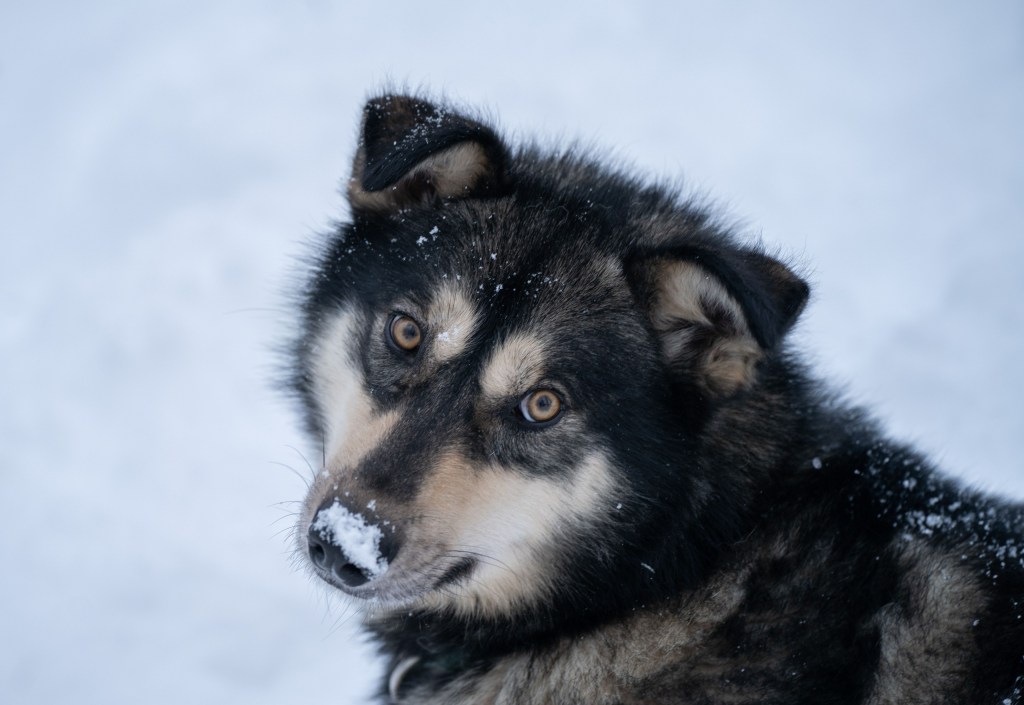 Close-up of a black and tan dog with snowy nose looking up, against a snowy background.