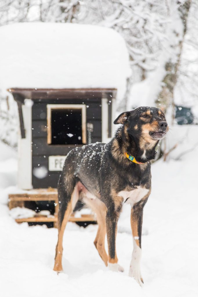 Dog standing in snow outside wooden doghouse with snow-covered roof.