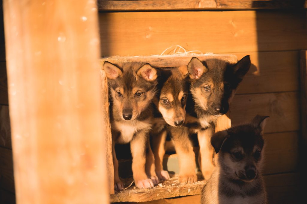 Four puppies peeking out of a wooden doghouse, warmly lit.