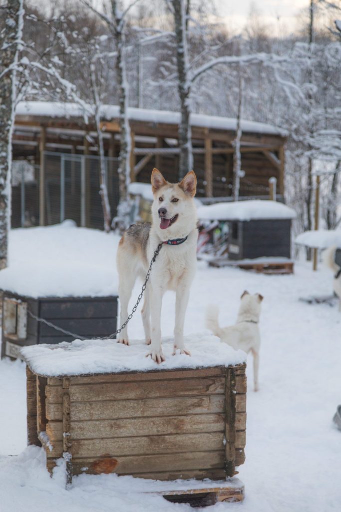 Dog standing on wooden kennel in snowy landscape, another dog nearby.