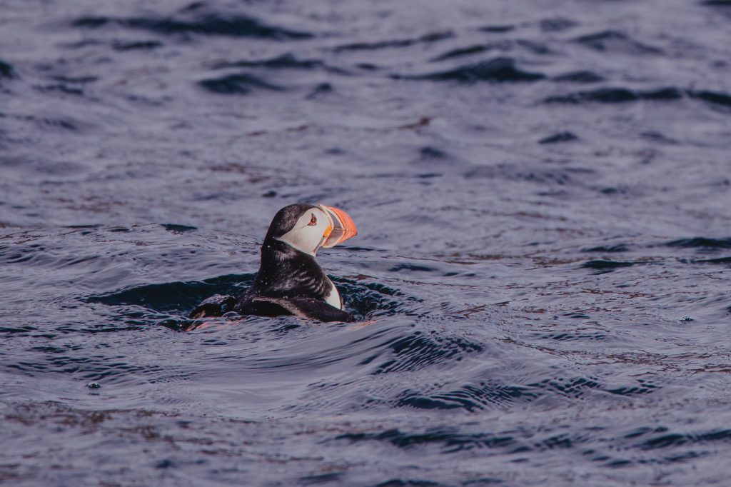 Puffin swimming on a calm ocean surface.