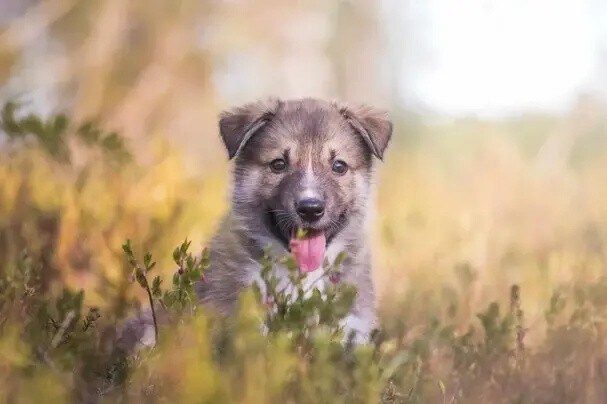 Puppy with brown fur and pink tongue sitting in tall grass with a blurred background.
