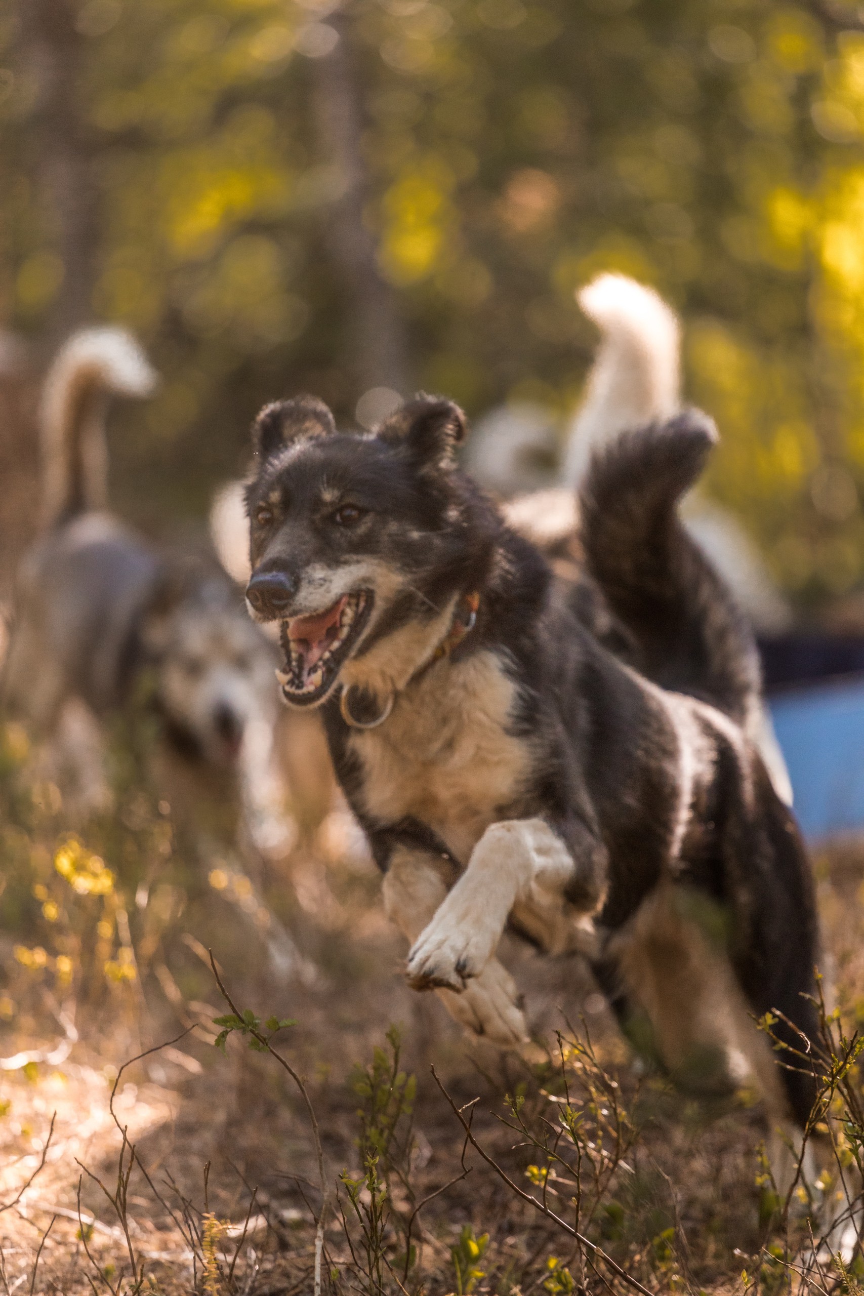 A happy dog running through a sunlit forest path.