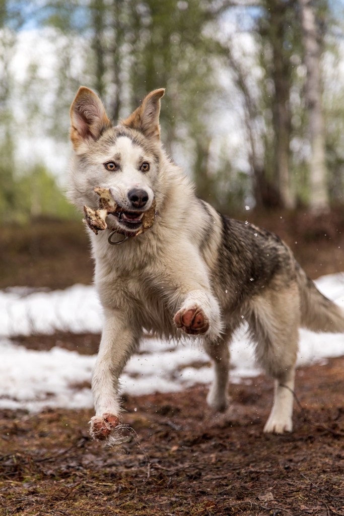 Energetic dog playing with a stick in snowy forest.