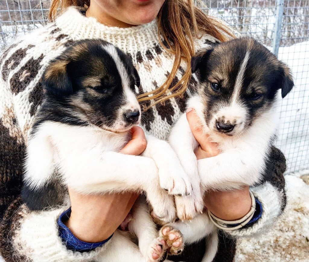 Person holding two fluffy black and white puppies outdoors.