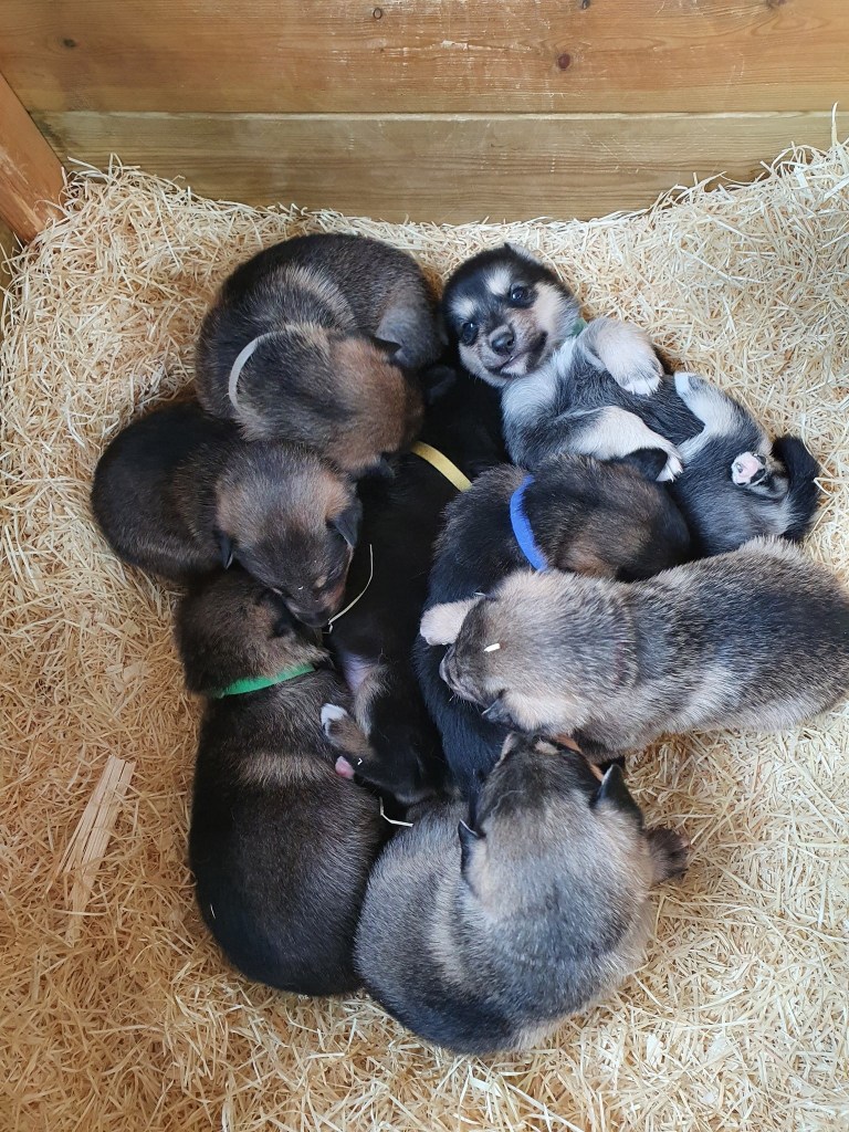 Group of sleeping puppies in straw bedding.