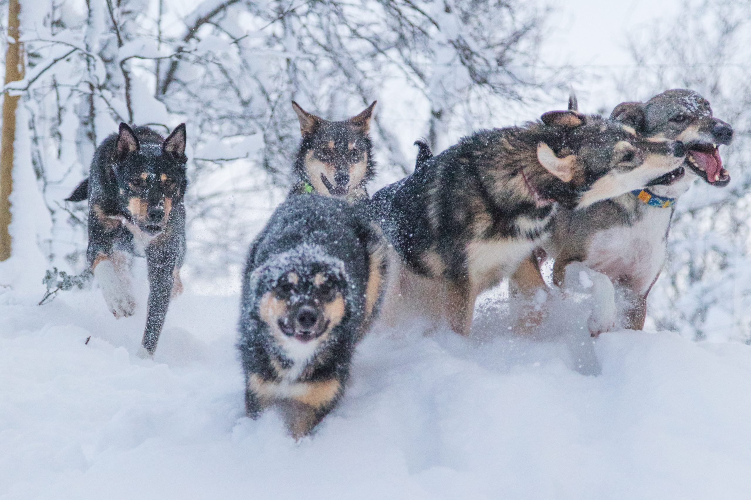 Five dogs run joyfully through snowy terrain under snowy trees.