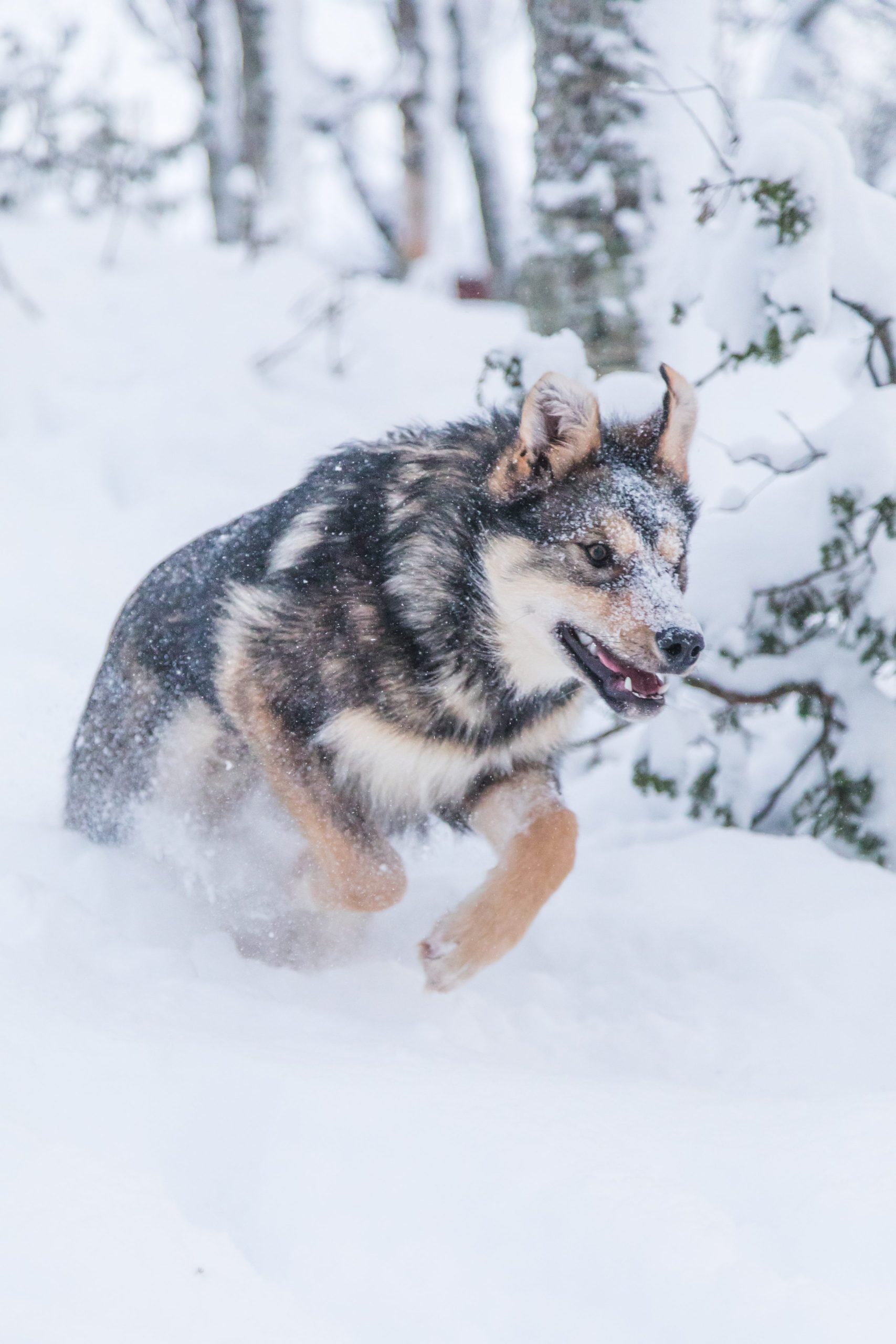 Dog running through snow in a snowy forest landscape.