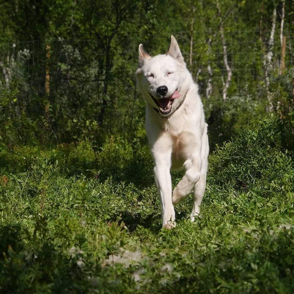 White dog running through a grassy forest area.