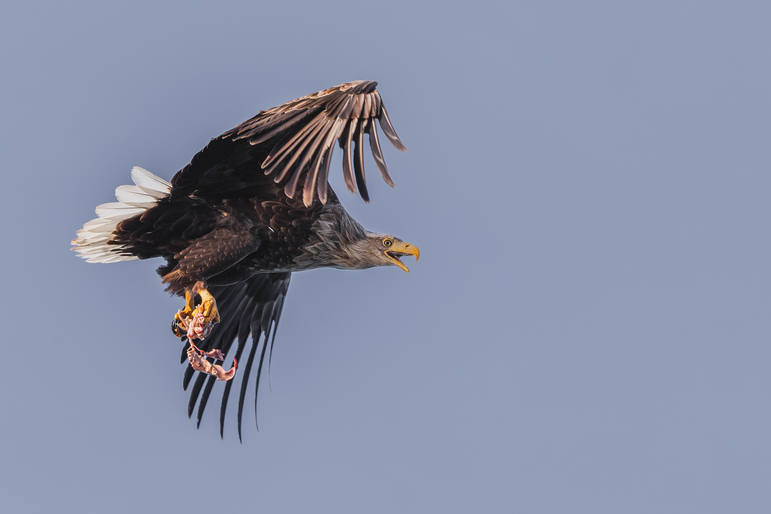 Bald eagle flying with open beak, legs tucked.