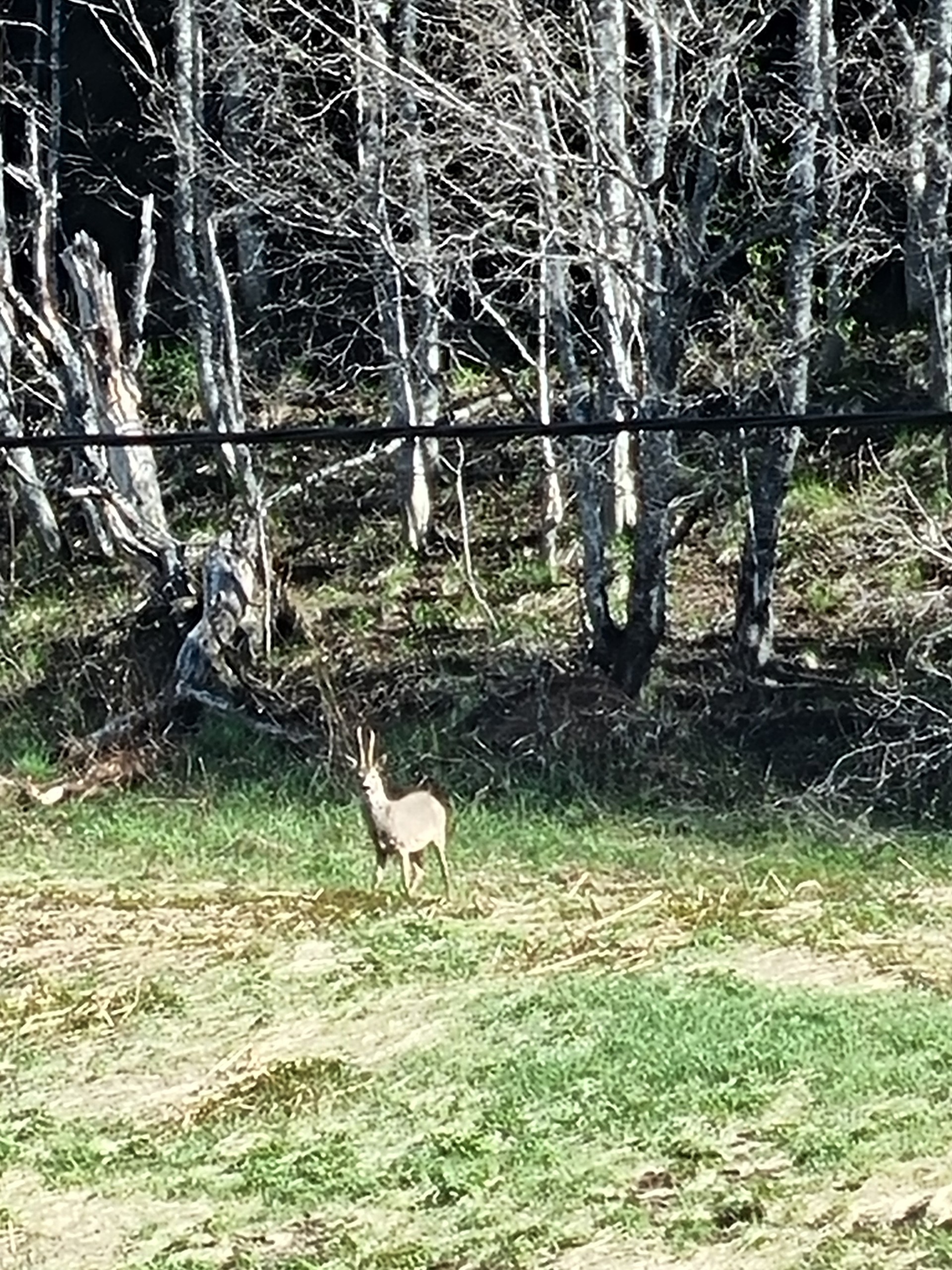 Deer standing in grassy area near leafless trees.
