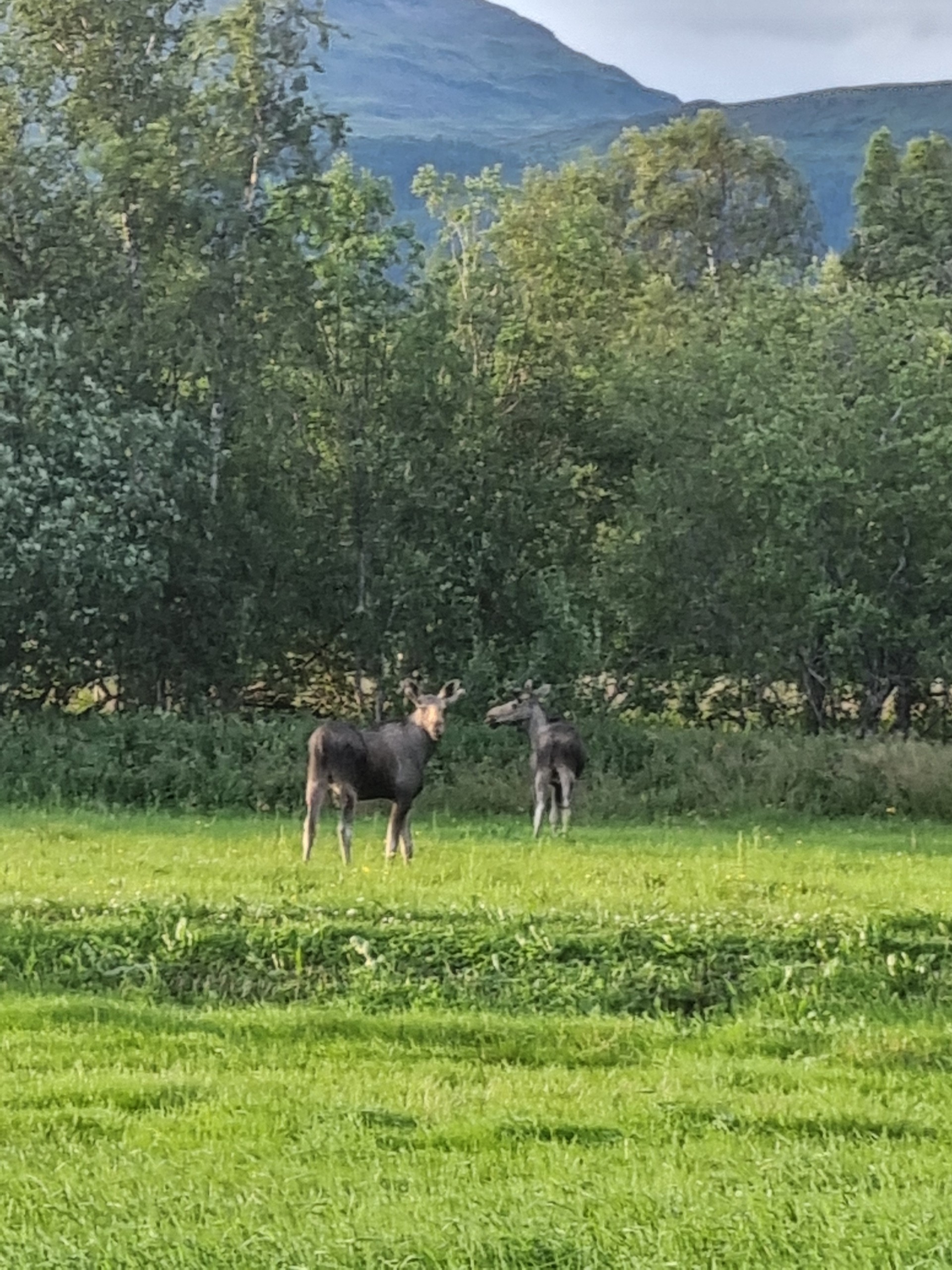 Two moose standing in a grassy field with trees and mountains in the background.